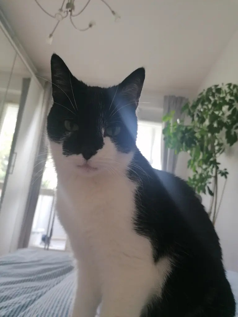 Bild von Merlin