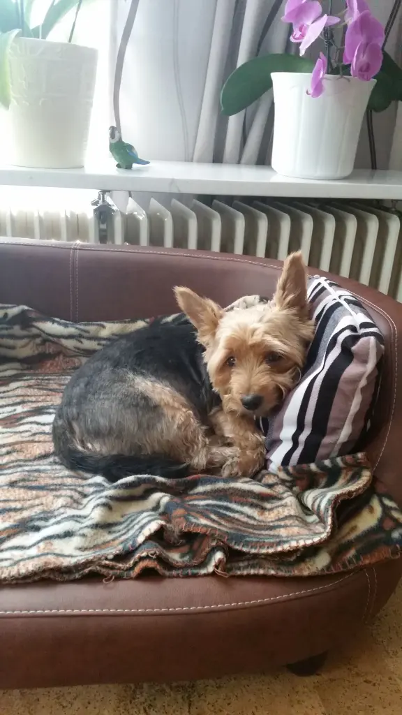 Condolence image of Katja