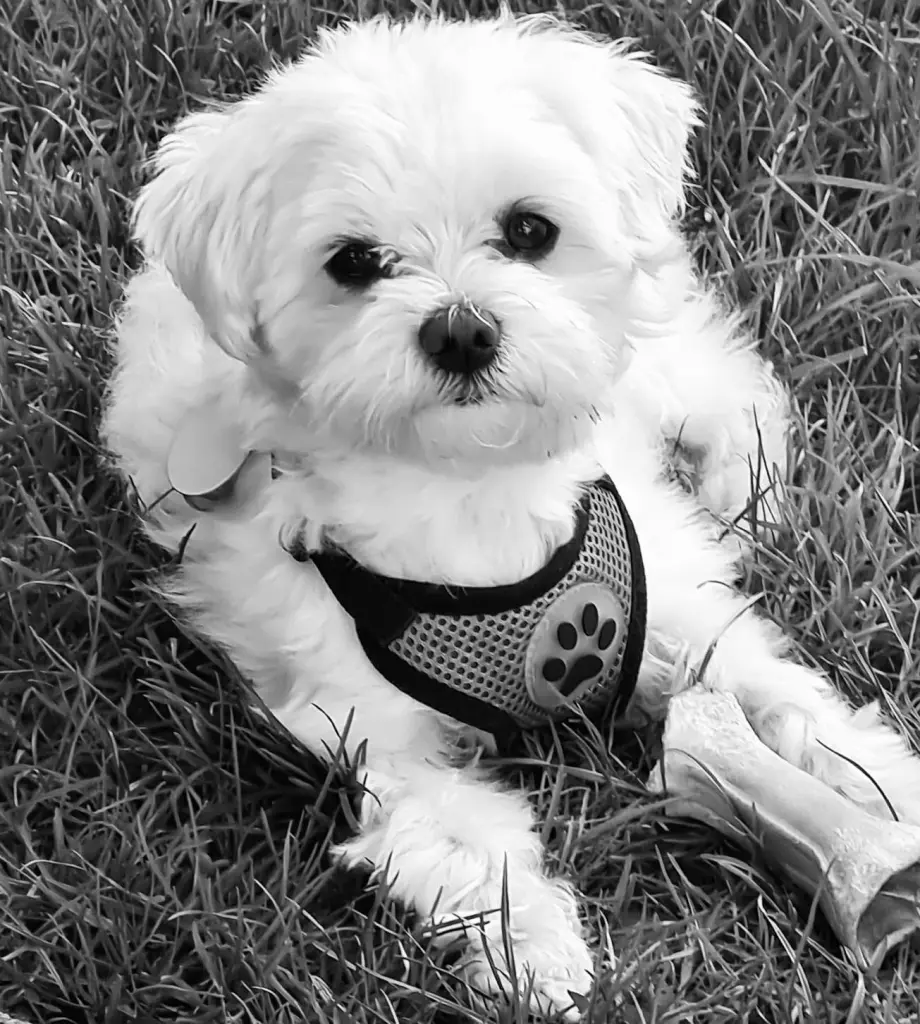 Bild von Filou