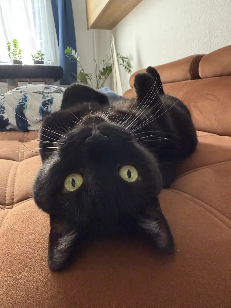 Bild von Hank