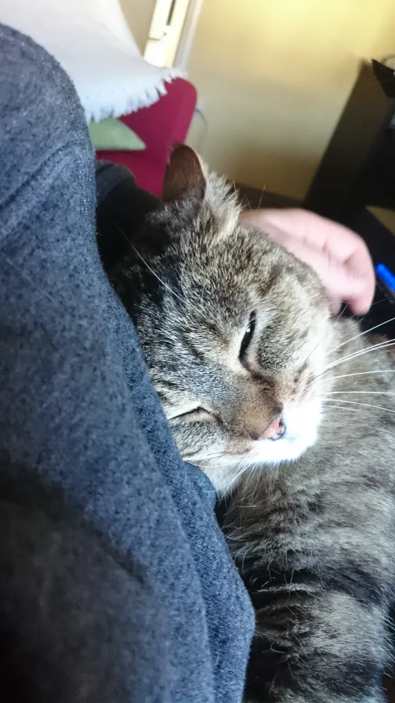 Bild von Kitty
