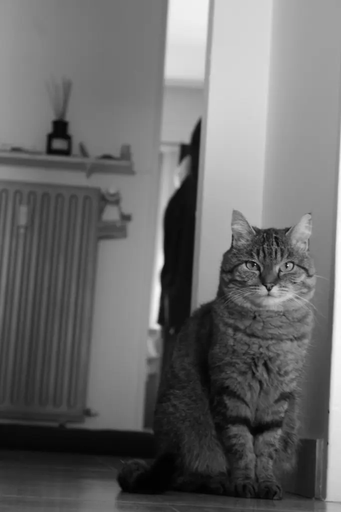 Image from Kitty