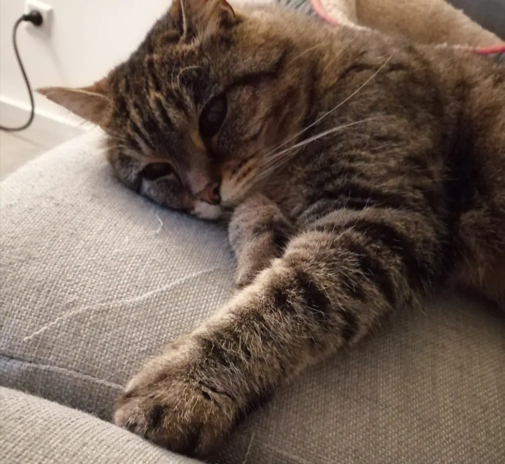Image from Kitty