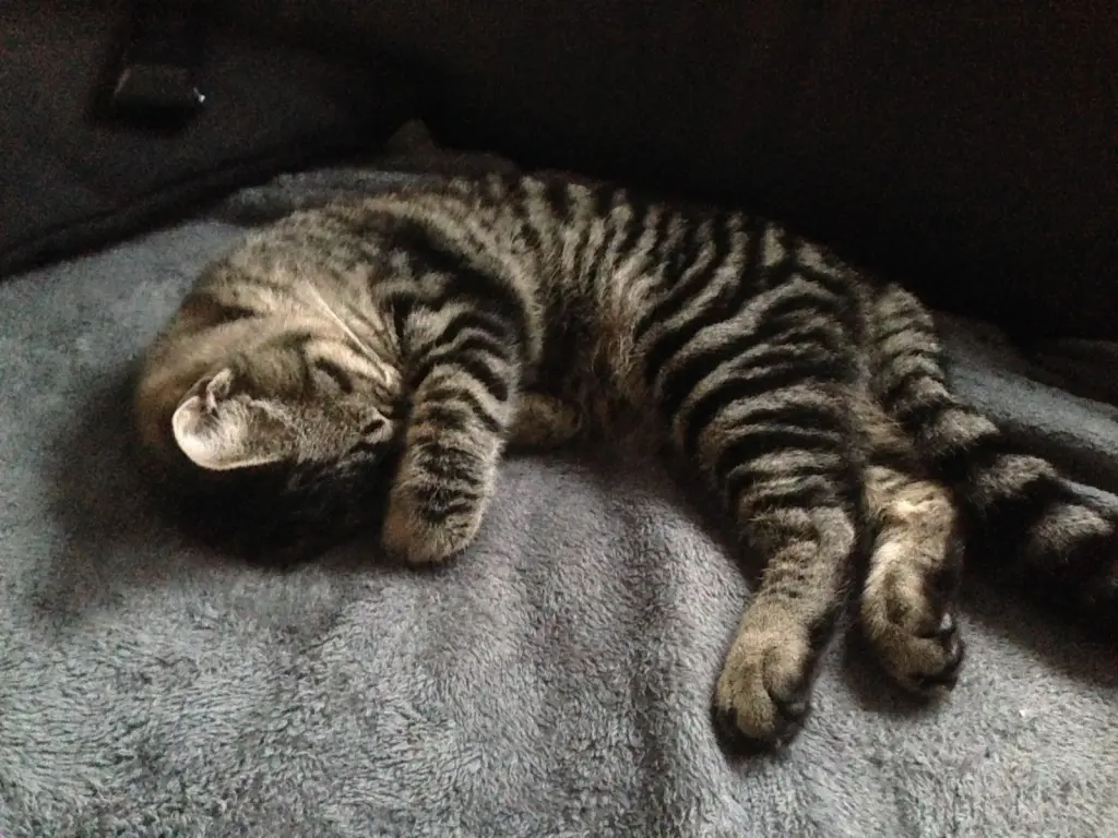 Bild von Wilson