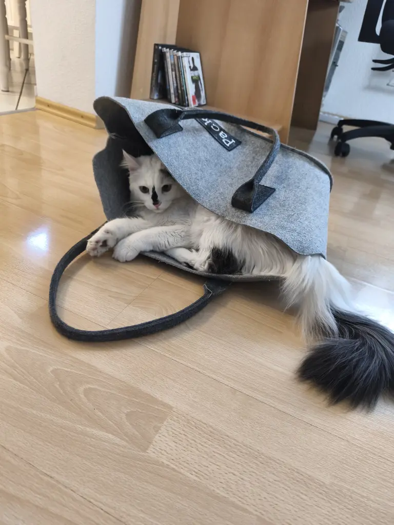 Bild von Finn