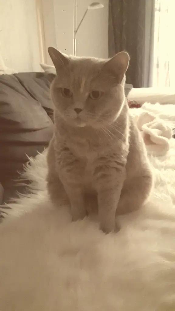 Image from Sooky