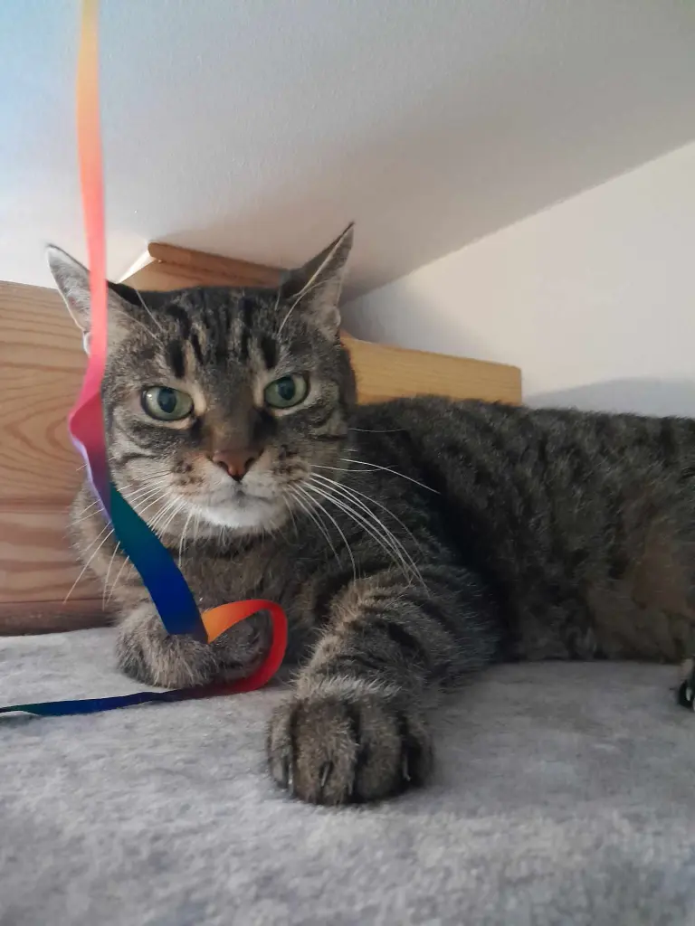 Image from Miau
