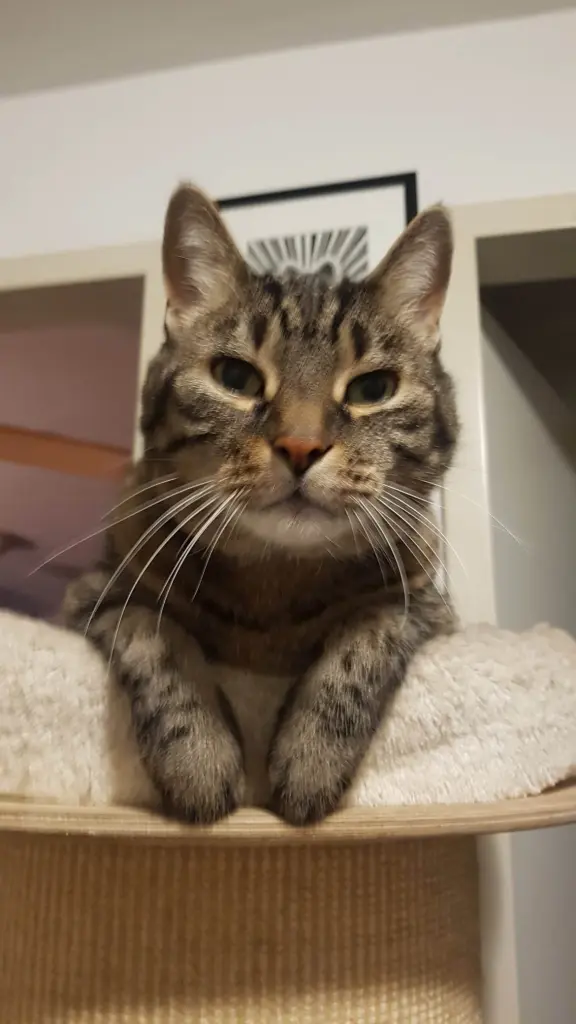 Image from Miau