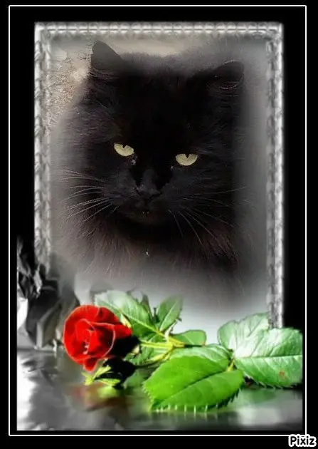Condolence image of Tanja mit Timmy im 💖🐈🐾