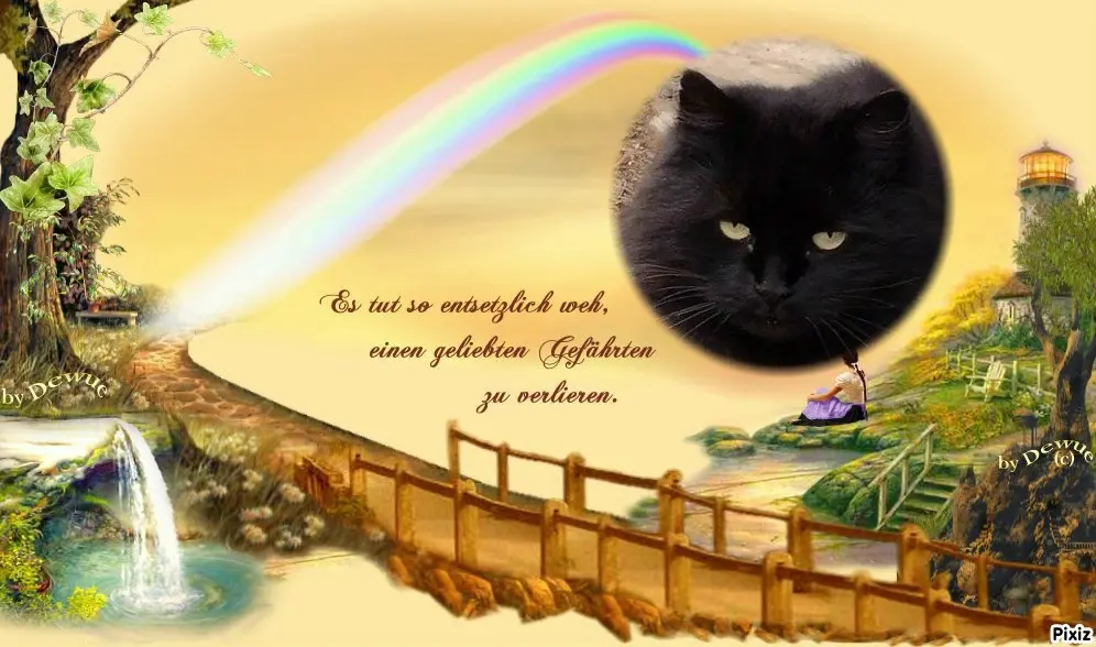 Condolence image of Tanja mit Timmy im 💖🐈🐾