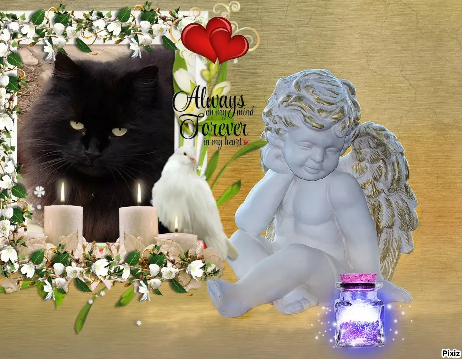 Condolence image of Tanja mit Timmy im 💖🐈🐾