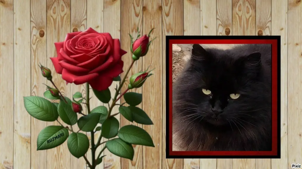 Condolence image of Tanja mit Timmy im 💖🐈🐾