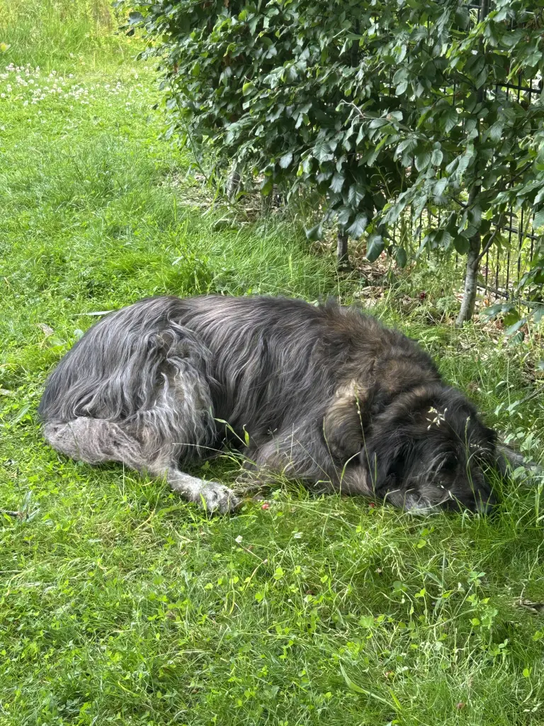 Image from Gandalf