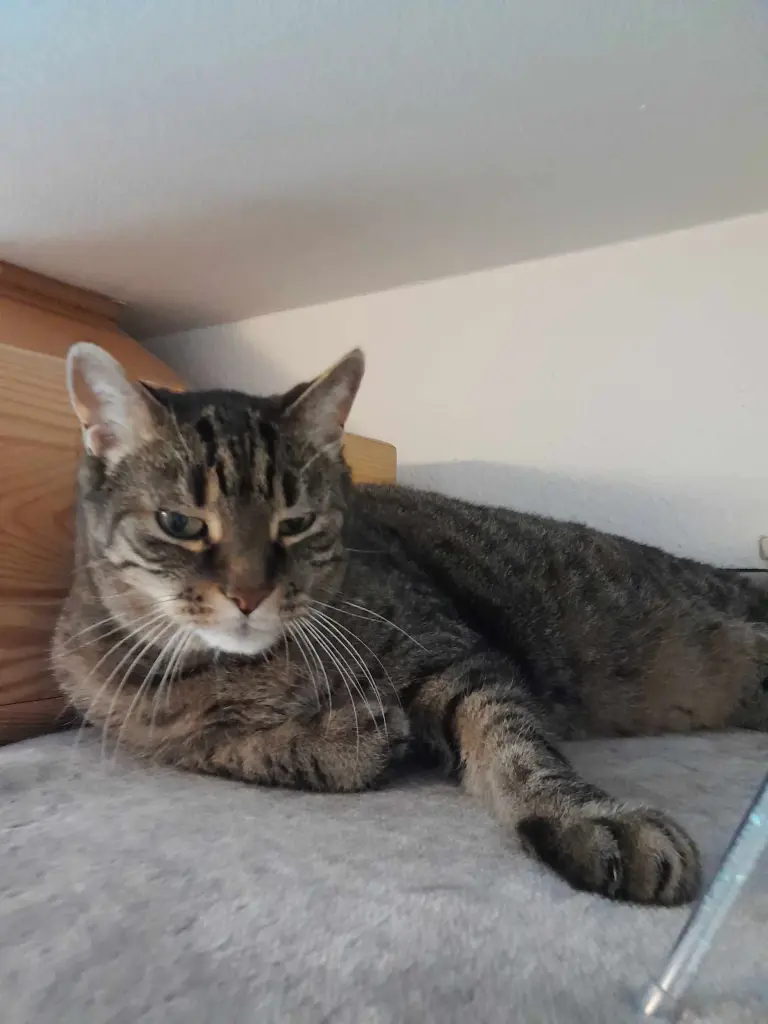 Bild von Mr. Miau