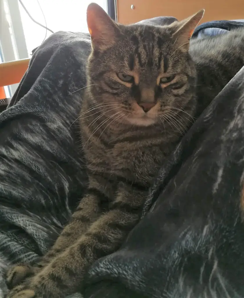 Image from Mr. Miau