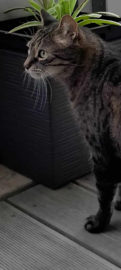 Image from Mr. Miau