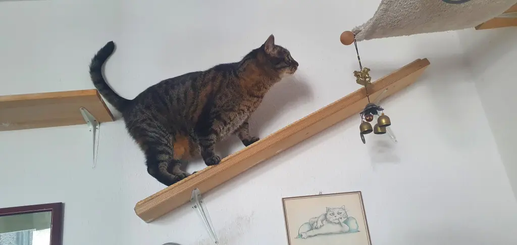 Image from Mr. Miau
