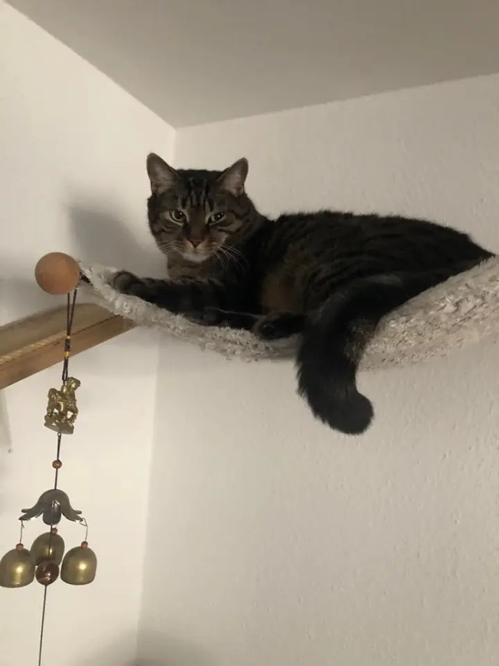 Image from Mr. Miau