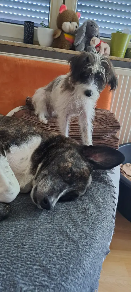 Bild von Nacho