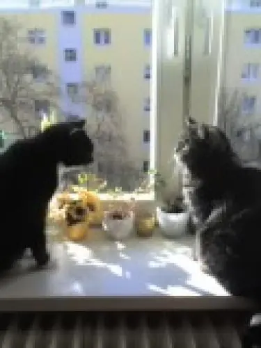 Image from Mikky & Georgina