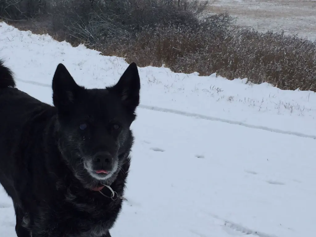 Image from Laska