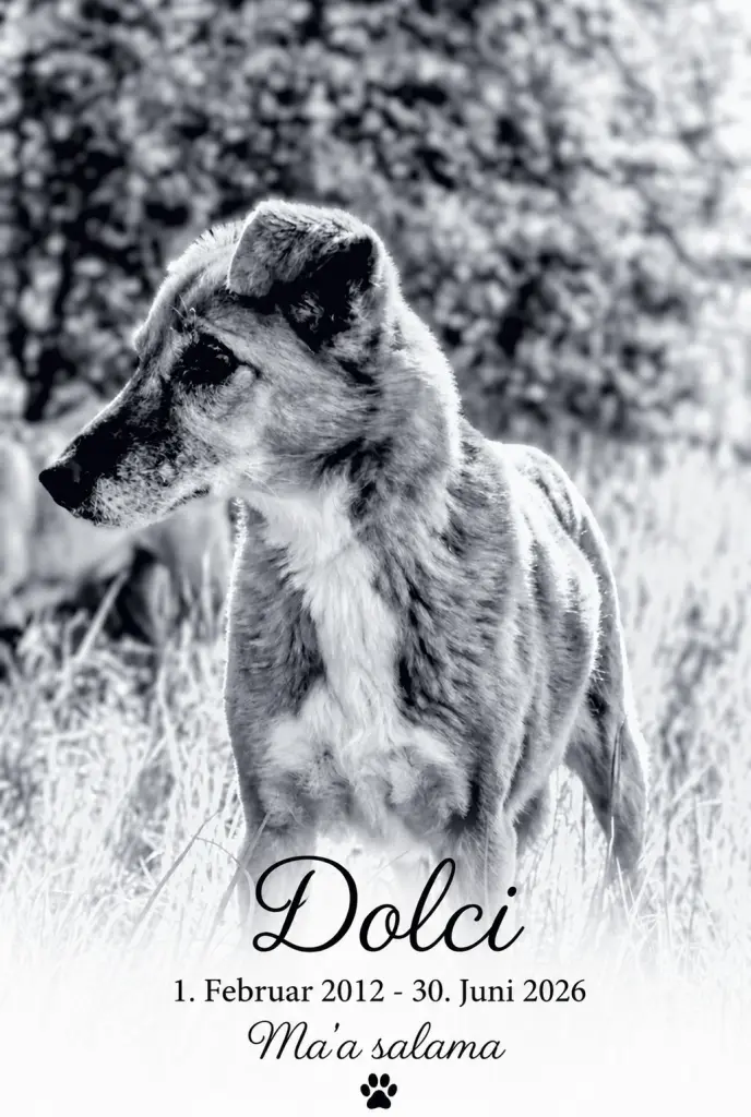 Image from Dolci
