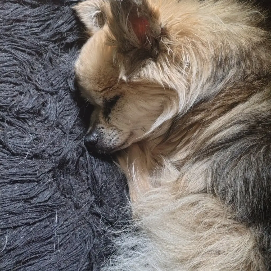 Image from Muffin