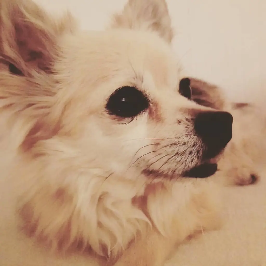 Image from Muffin