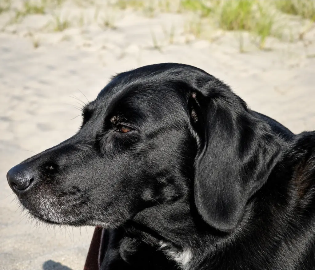 Bild von Sissi