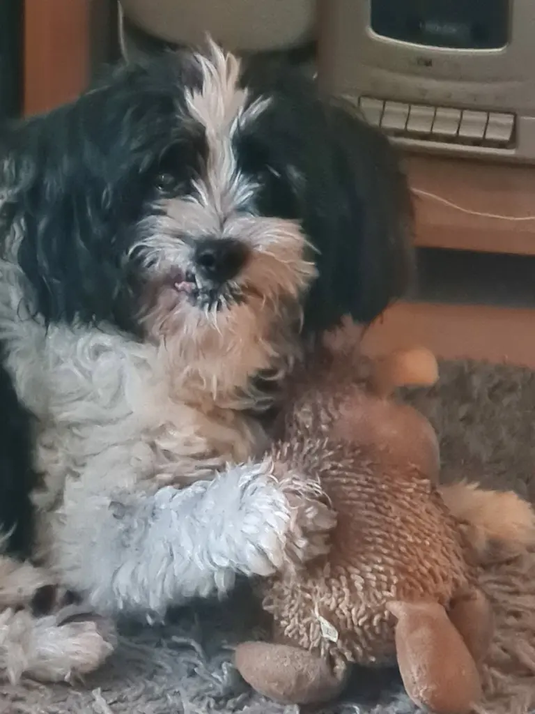 Bild von Pepper