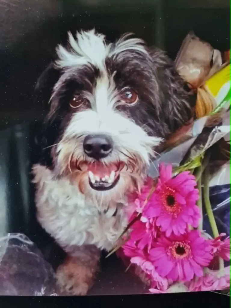 Bild von Pepper