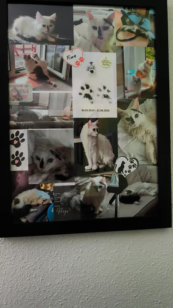 Image from Finn