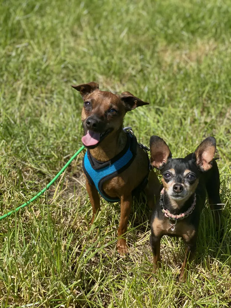 Andachtsbild von Christine mit Jacky und Duke