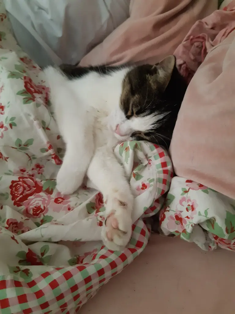 Und zum kuscheln warst du immer zu haben ❤️