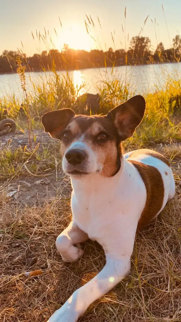Bild von Balou