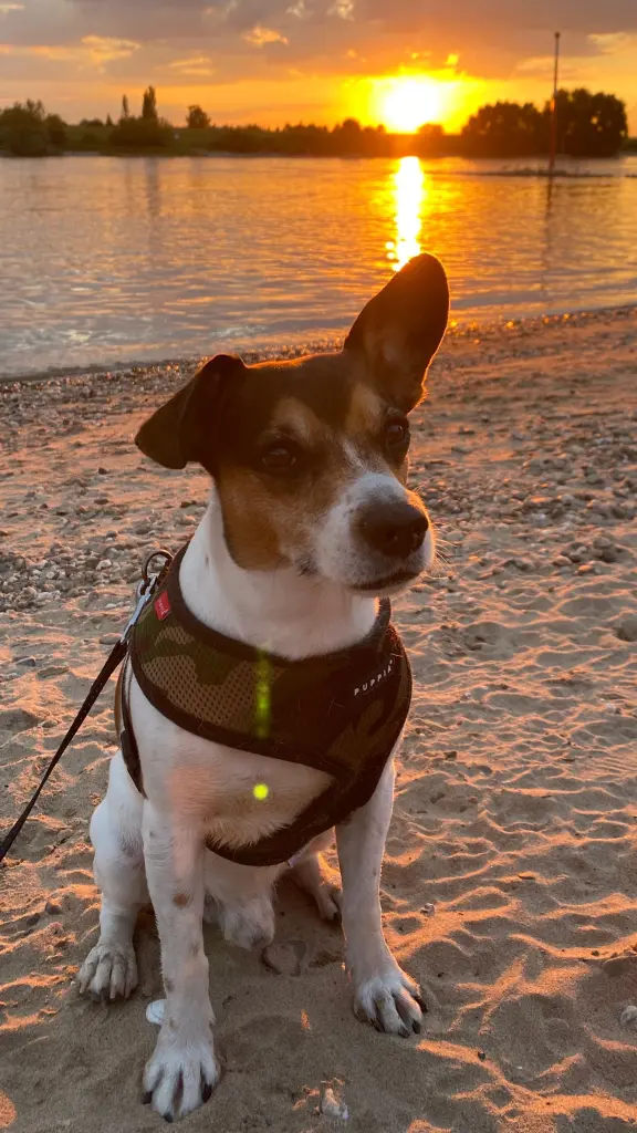 Bild von Balou