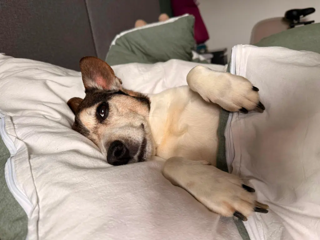 Bild von Balou