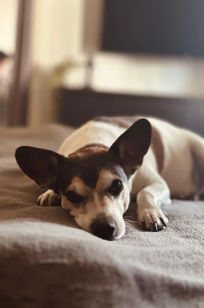 Bild von Balou