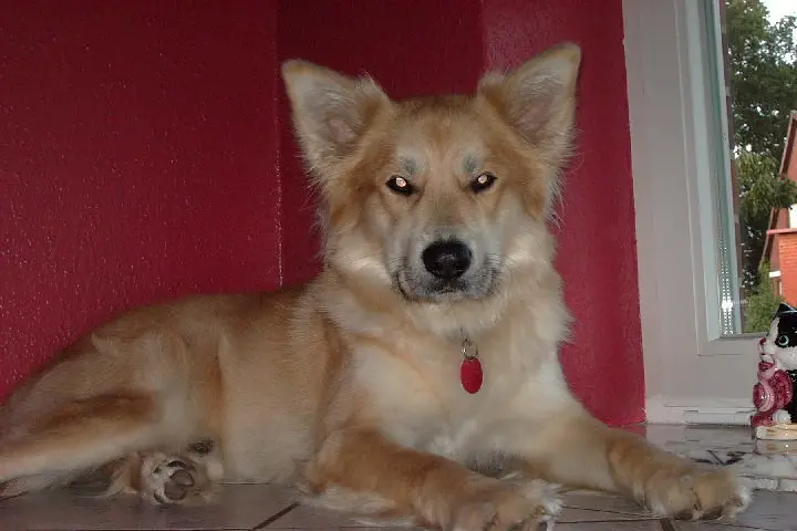 Image from Rex