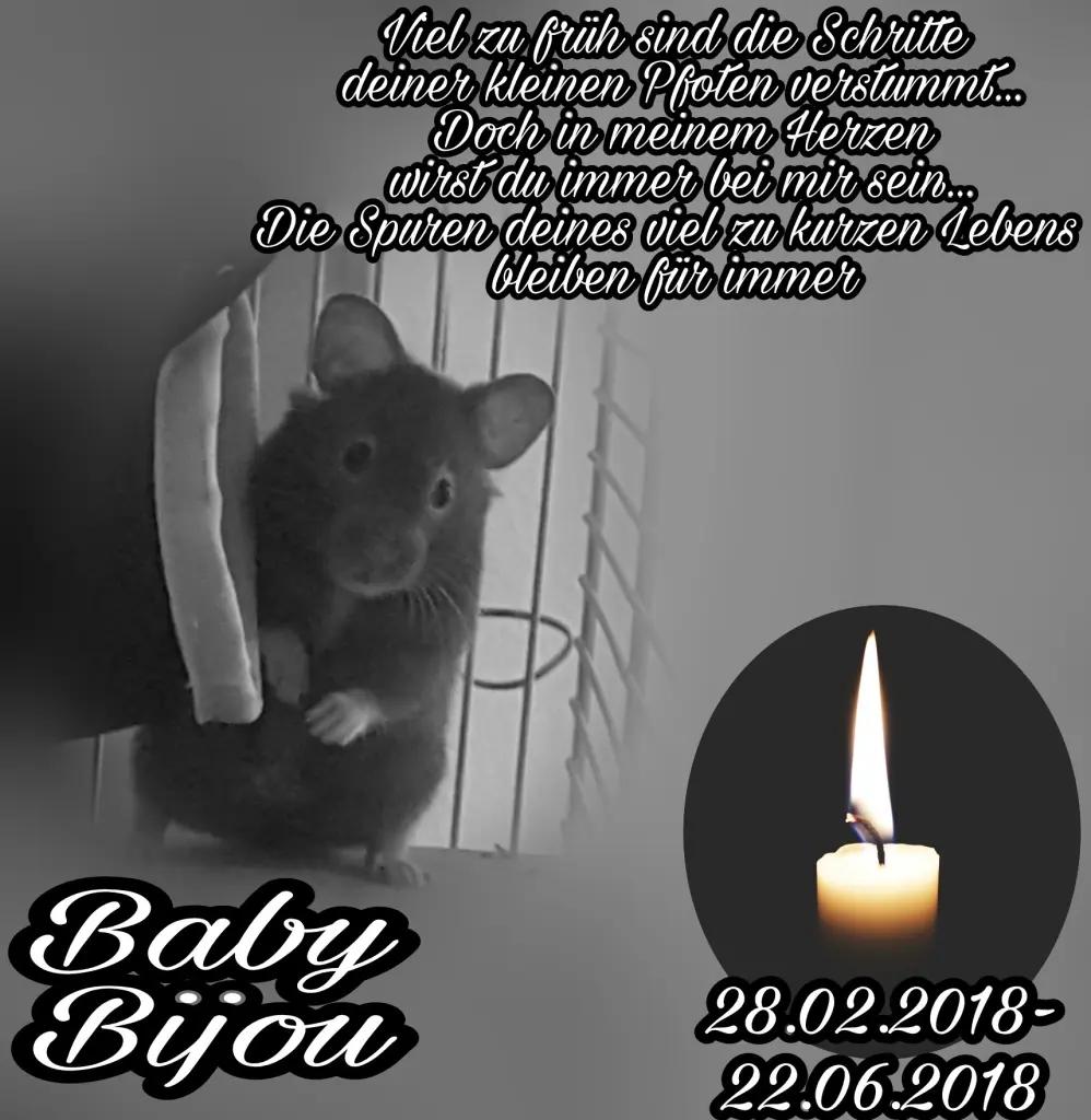 Condolence image of Michelle, dein Frauchen 