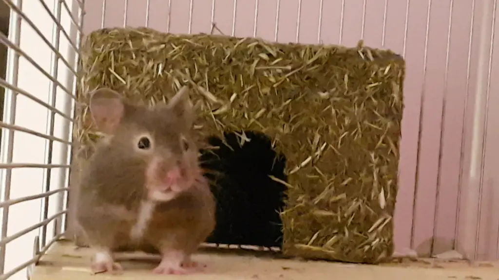 Image from Baby Bijou