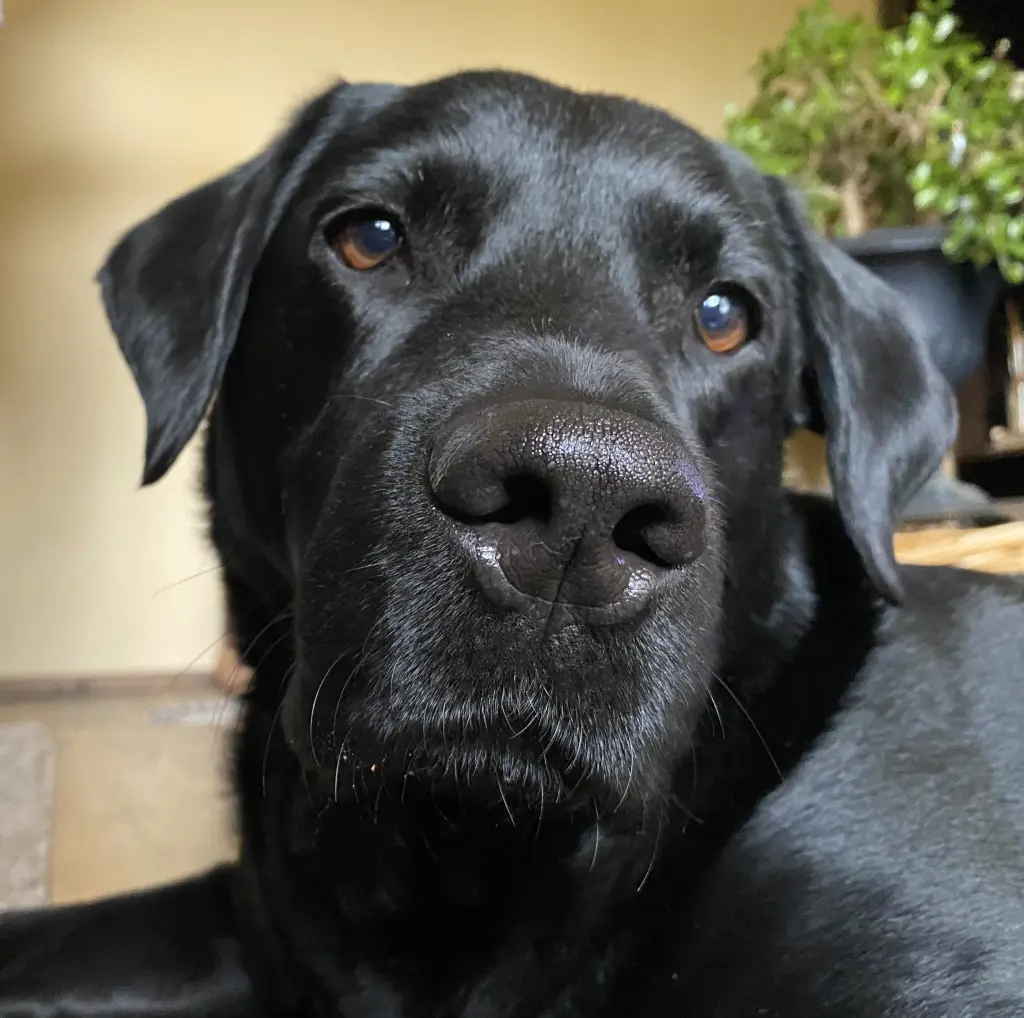 Bild von Shadow