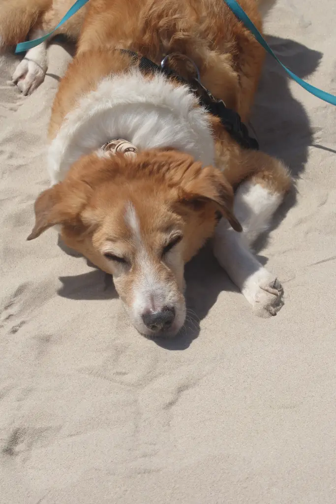 Condolence image of Oliver