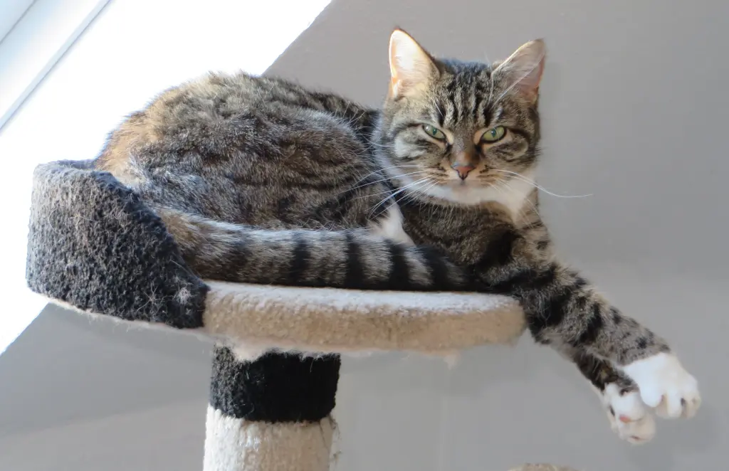 Image from Kitty
