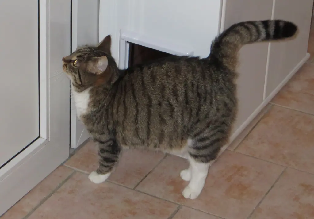 Image from Kitty