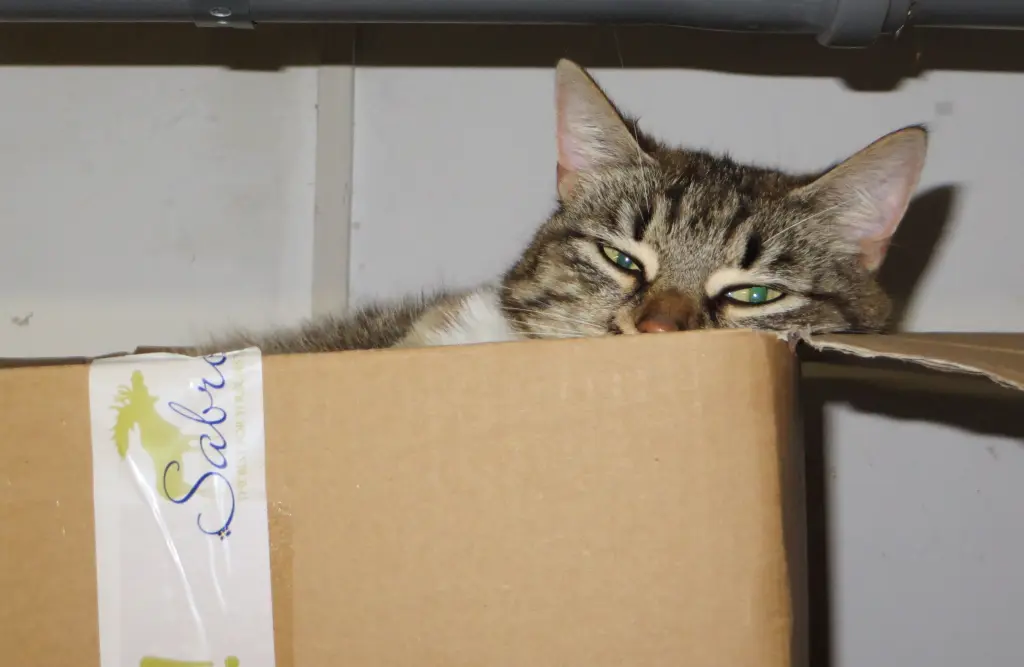 Image from Kitty