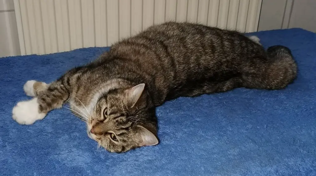 Image from Kitty