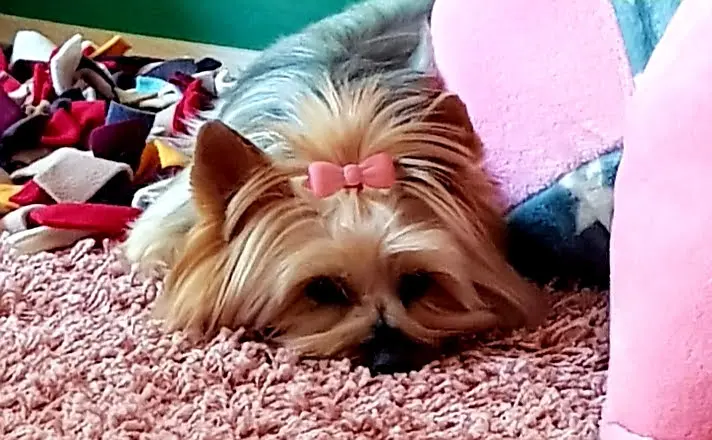 Bild von Amy