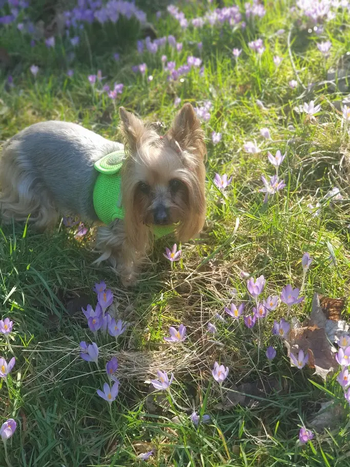 Bild von Amy