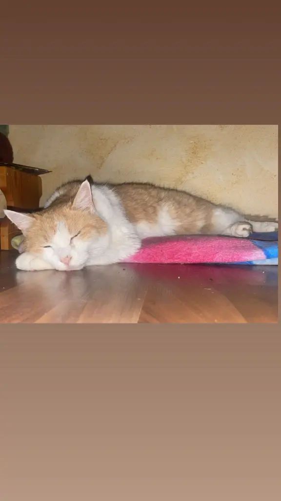 Bild von Kitty